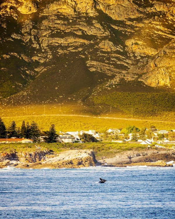 Comment choisir une croisière offrant des excursions pour observer les baleines en Californie?
